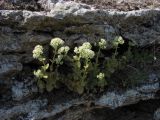 Hylotelephium stepposum. Зацветающие растения. Западный Крым, берег оз. Донузлав. 21 августа 2012 г.