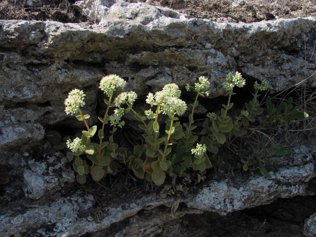 Изображение особи Hylotelephium stepposum.