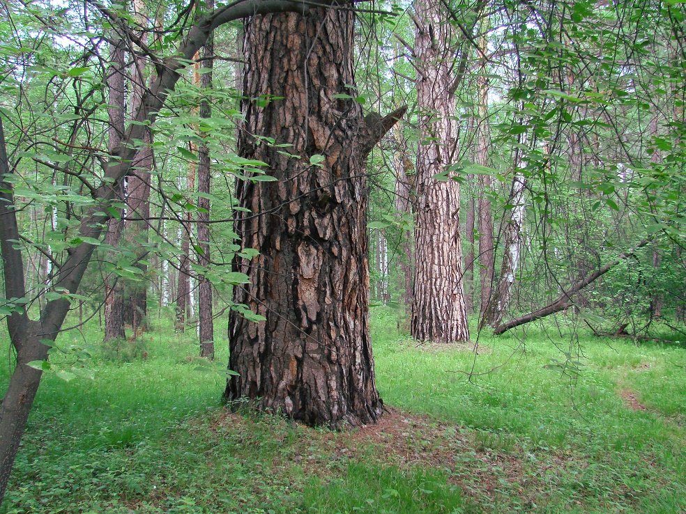 Изображение особи Pinus sylvestris.