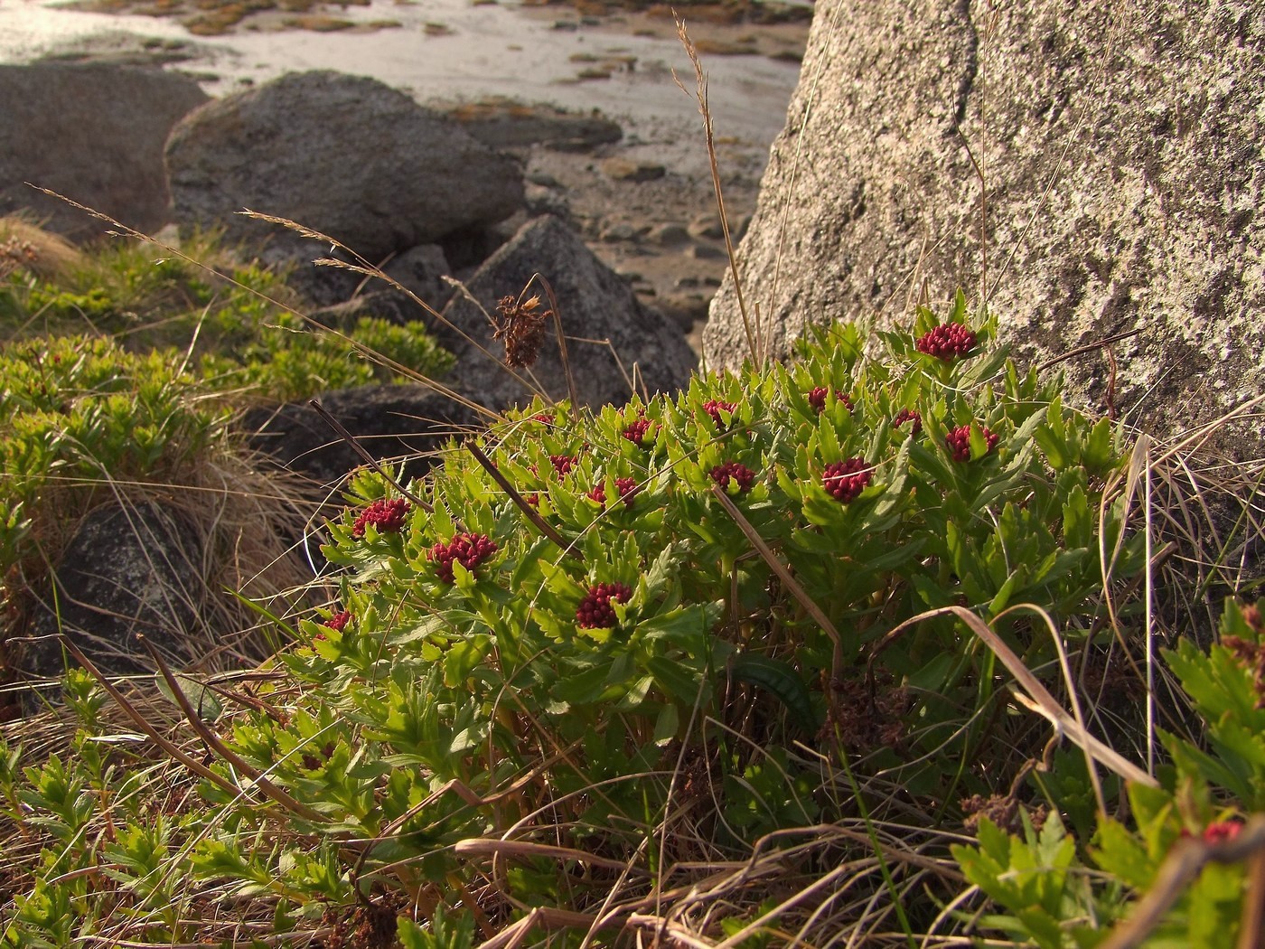 Изображение особи Rhodiola integrifolia.