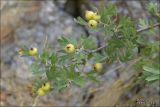 Crataegus pojarkovae. Ветвь с недозрелыми плодами. Крым, окрестности Феодосии, хр. Кучук-Янышар. 3 сентября 2007 г.