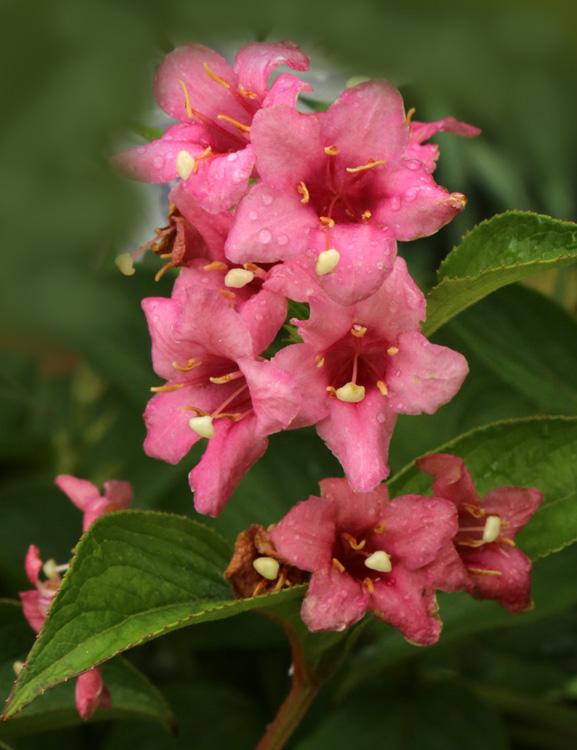 Изображение особи род Weigela.