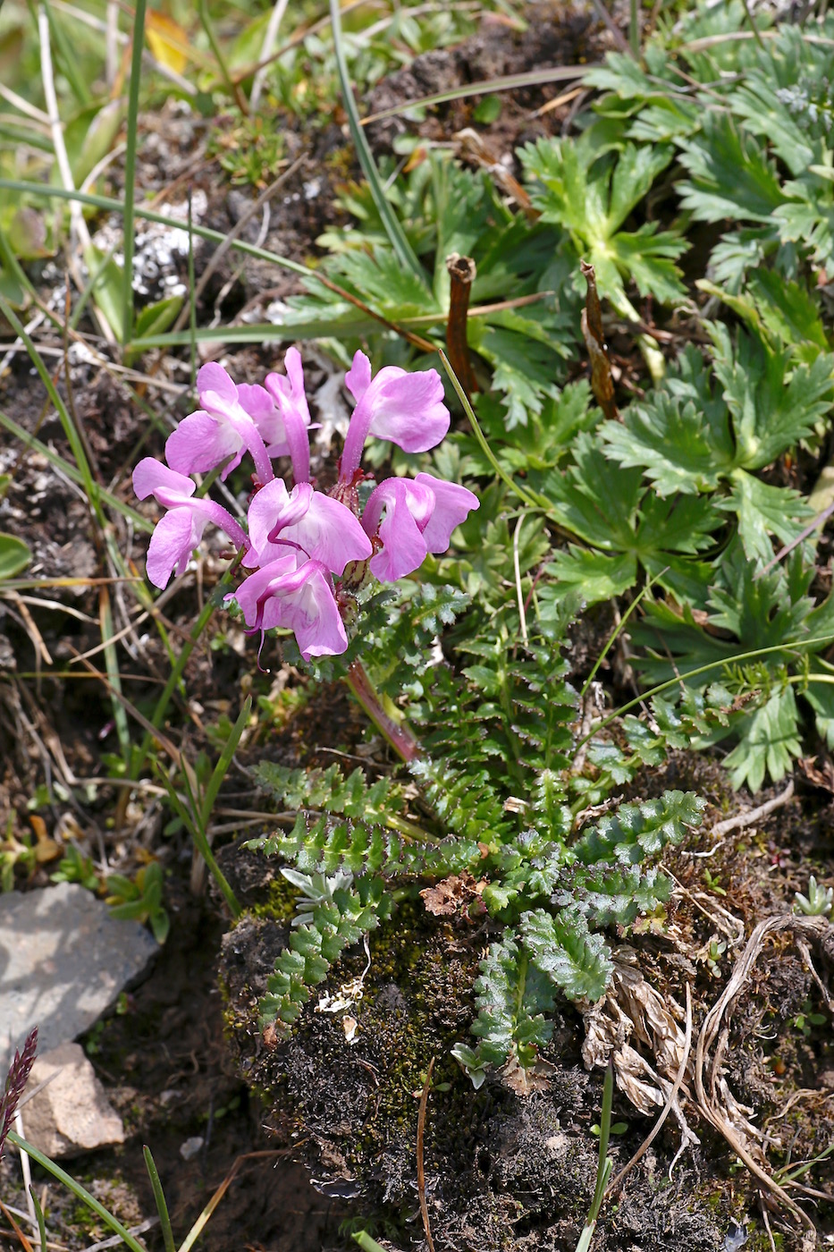 Изображение особи Pedicularis rhinanthoides.