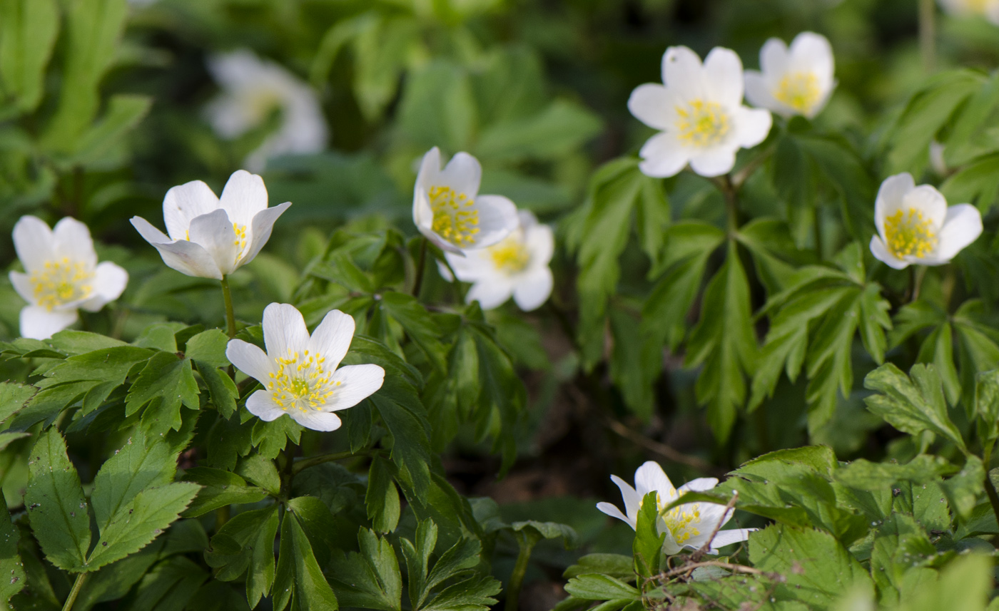 Изображение особи Anemone nemorosa.