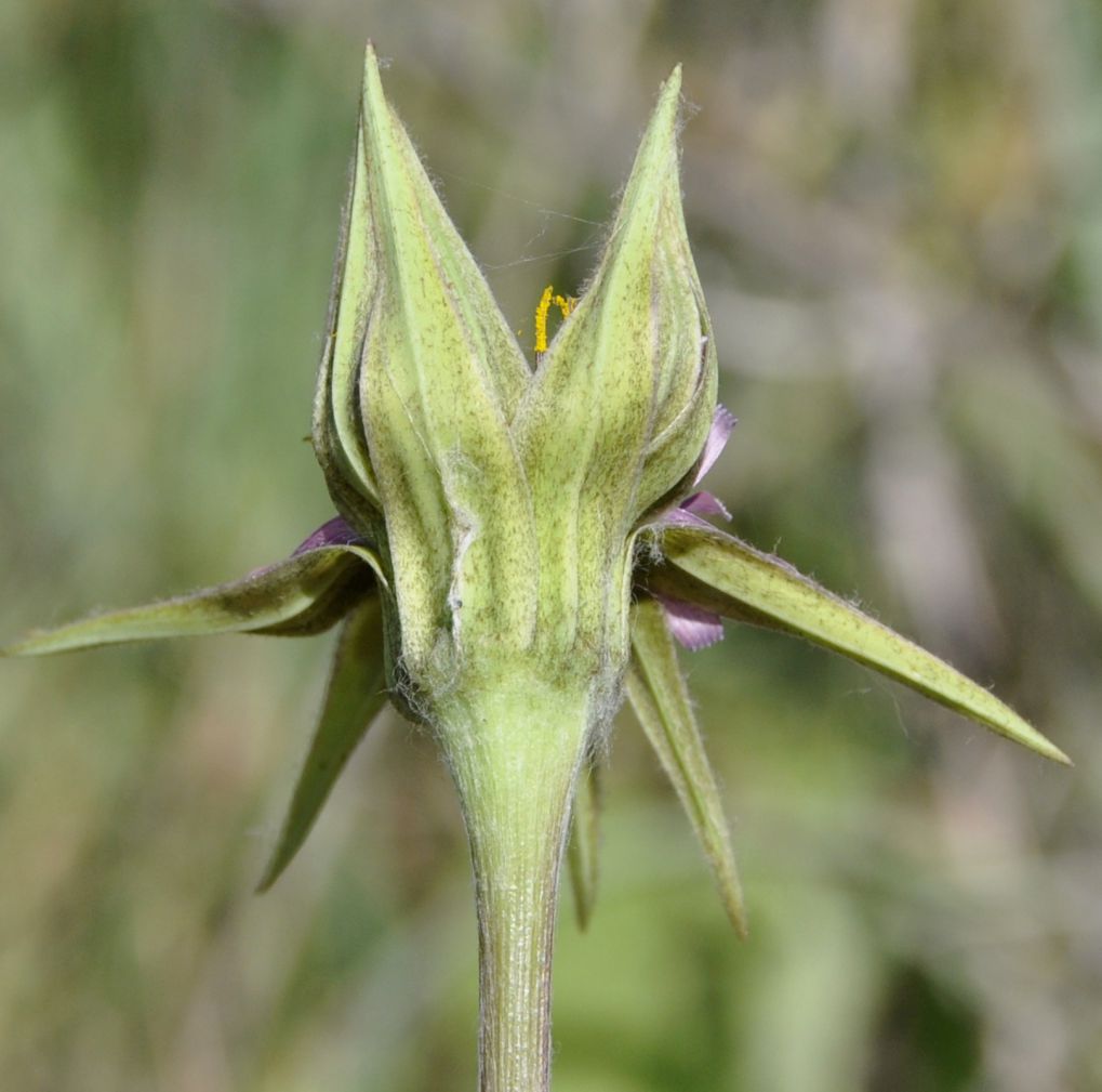 Image of Tragopogon australis specimen.