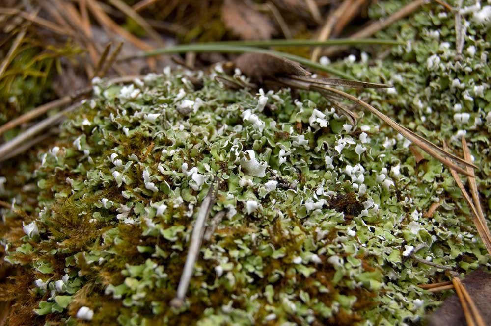 Изображение особи род Cladonia.