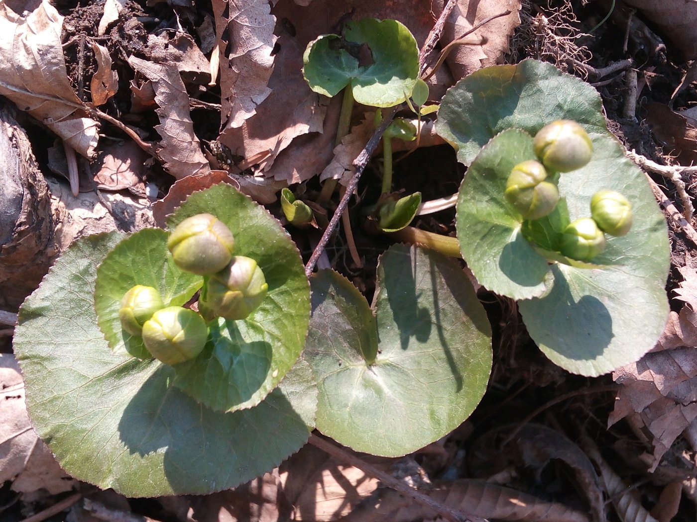 Image of Caltha silvestris specimen.