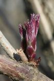 Sambucus racemosa