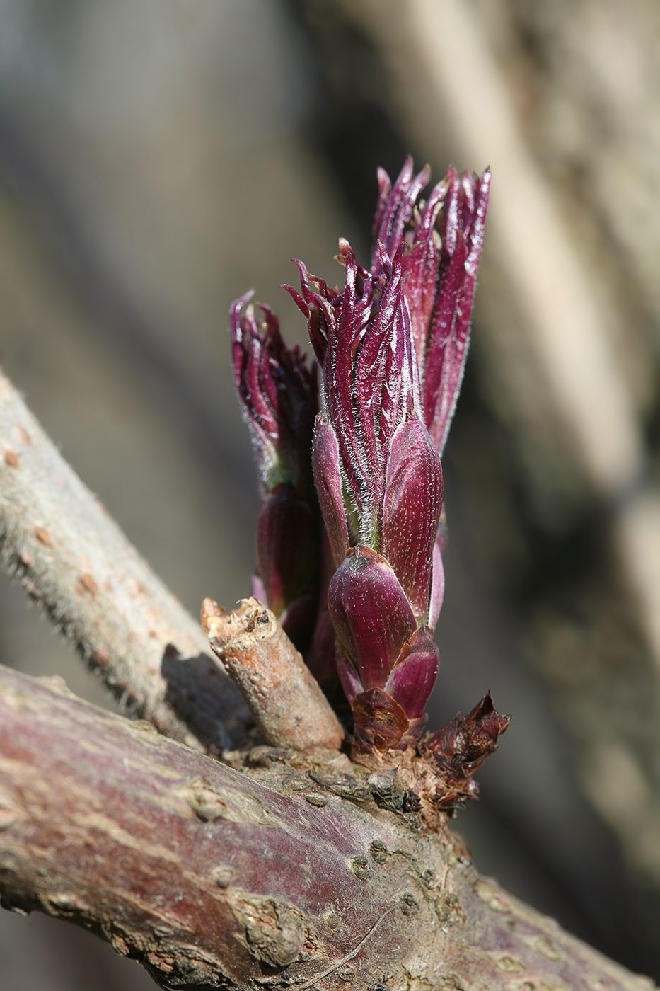 Image of Sambucus racemosa specimen.