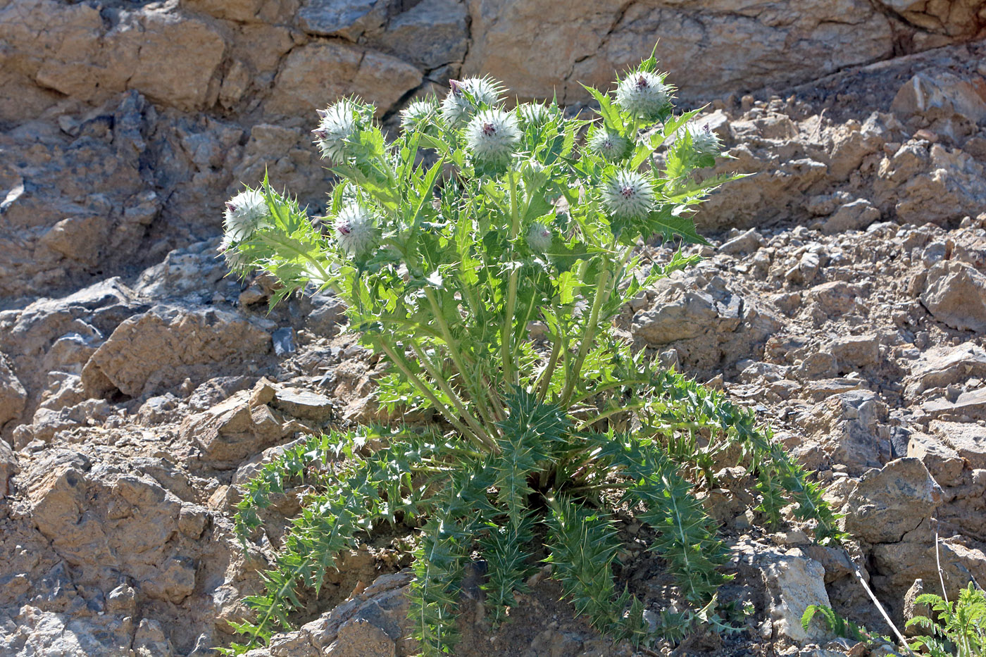 Image of Cousinia tianschanica specimen.