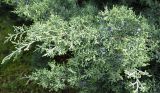 Juniperus virginiana. Ветви с созревающими шишкоягодами. Грузия, г. Тбилиси, Центральный ботанический сад АН Грузии. 23.04.2017.