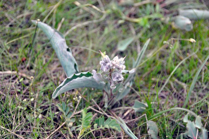 Изображение особи Rindera tetraspis.