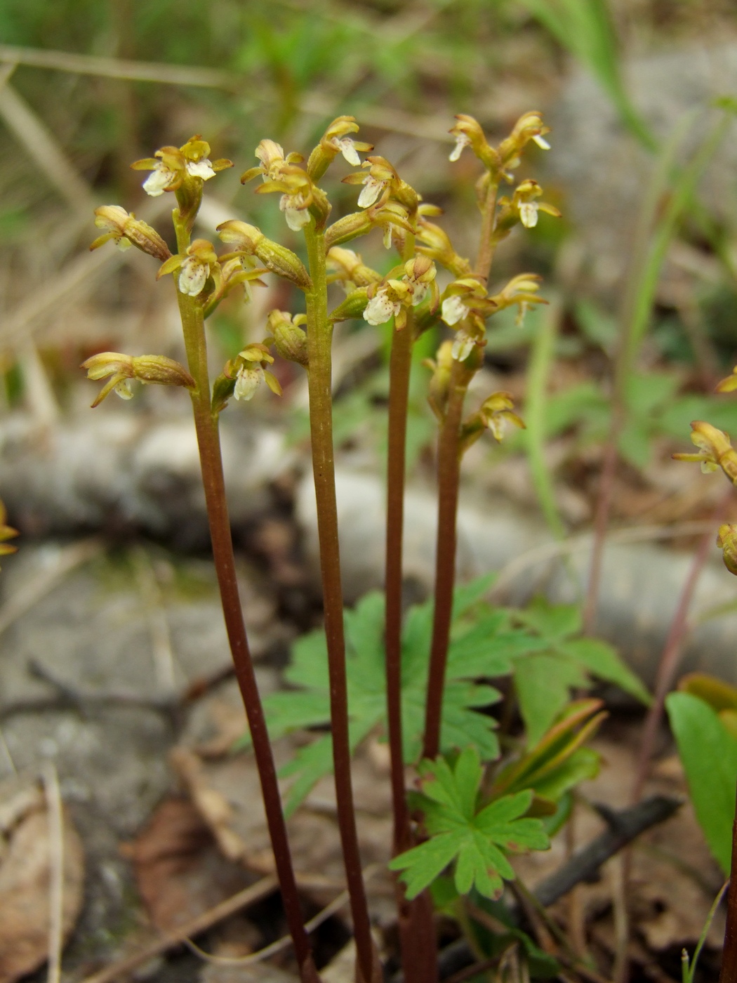 Image of Corallorhiza trifida specimen.