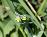 Cerastium perfoliatum. Верхушка побега с цветками и бутоном. Армения, храм Гарни. 27.04.2017.