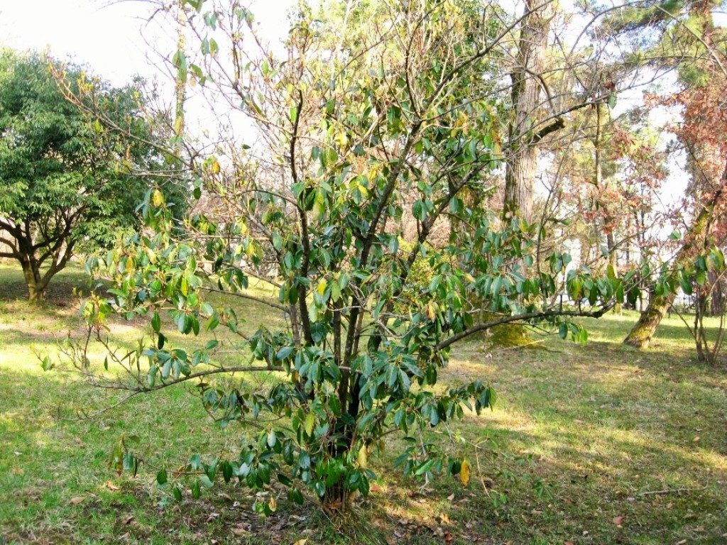 Image of Viburnum odoratissimum var. awabuki specimen.