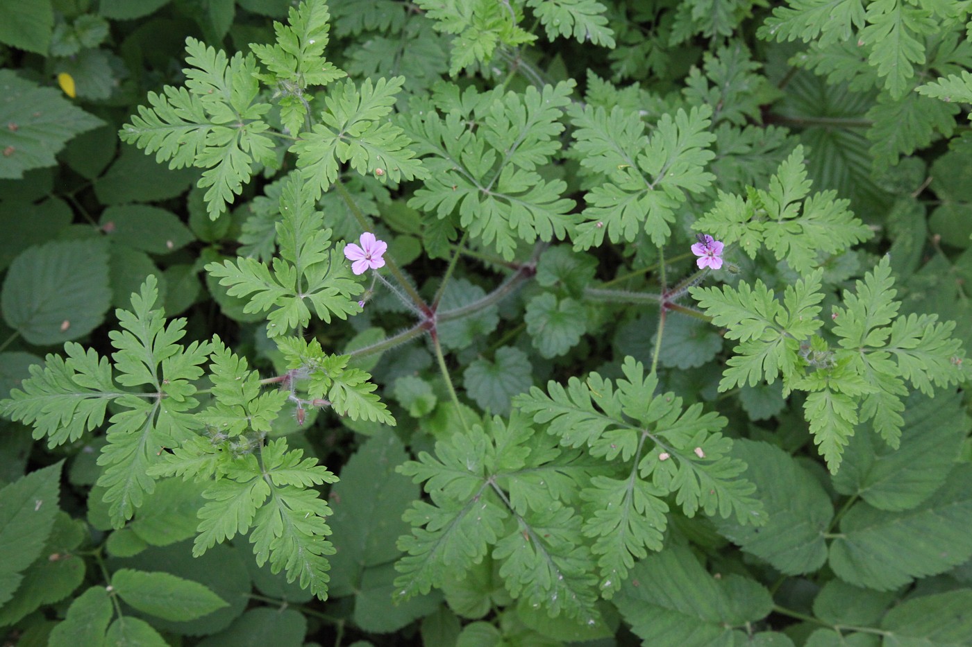 Изображение особи Geranium robertianum.