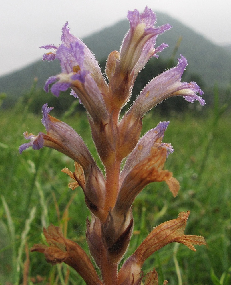 Image of Phelipanche mutelii specimen.