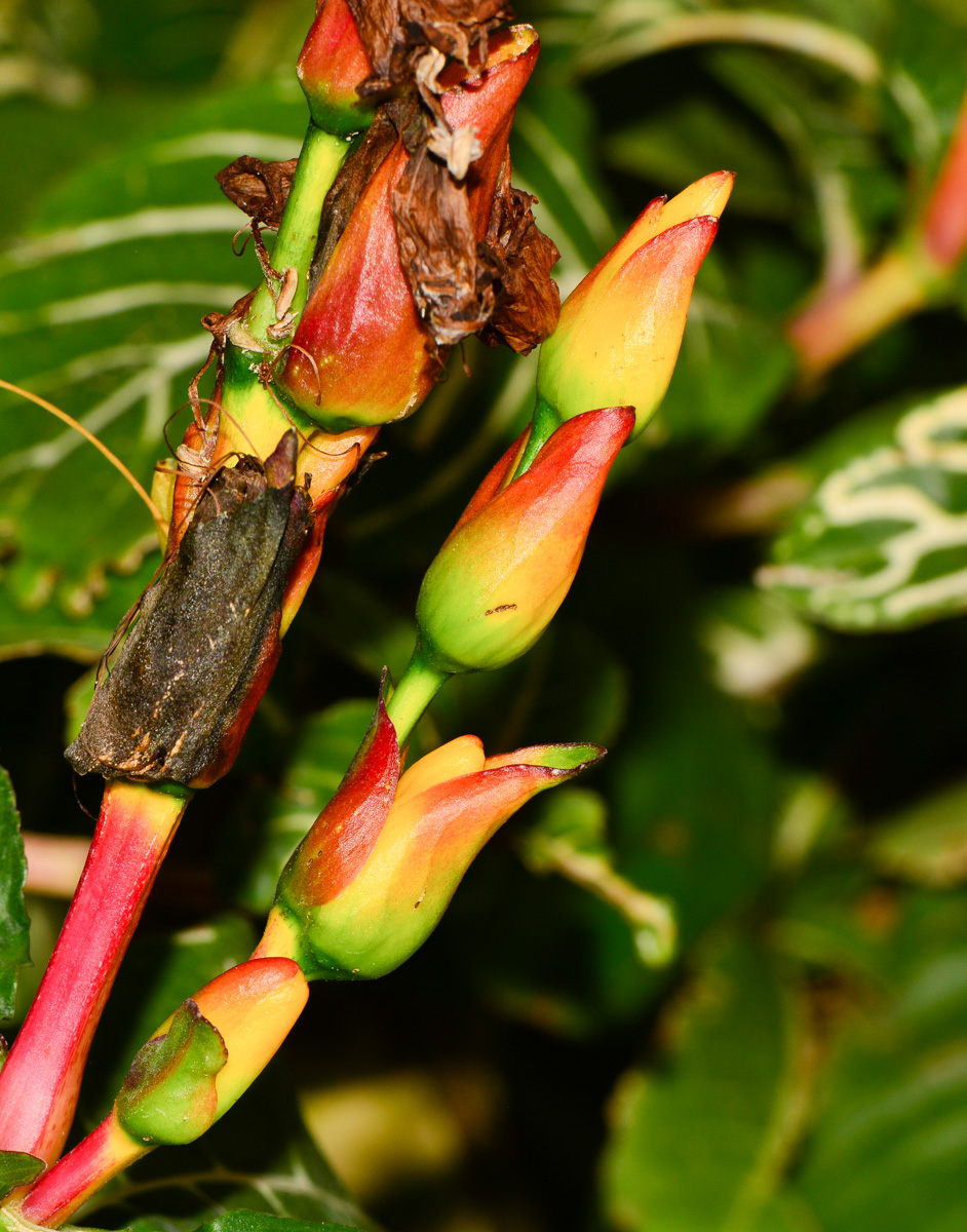 Изображение особи Sanchezia speciosa.