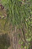 Brachypodium sylvaticum