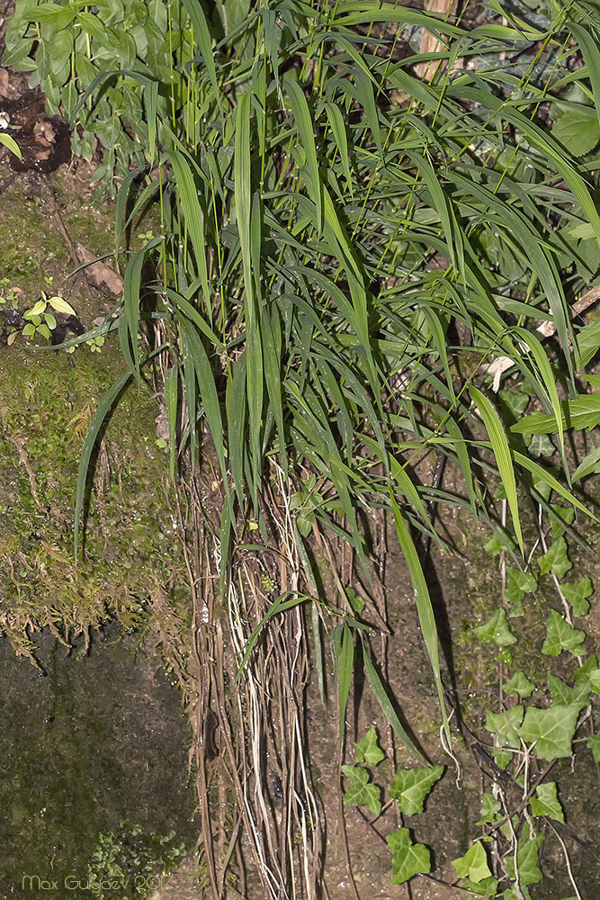 Изображение особи Brachypodium sylvaticum.