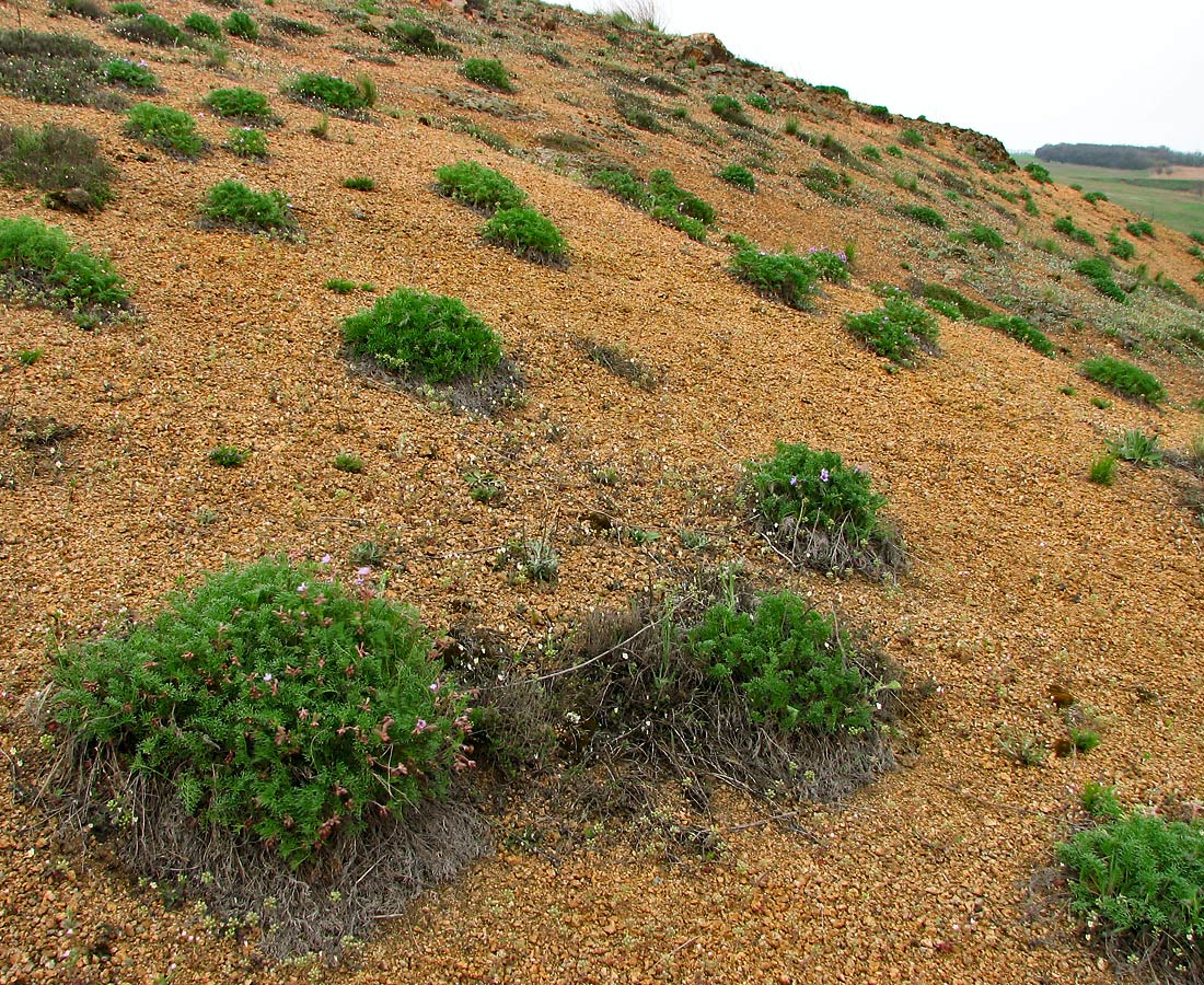 Изображение особи Erodium beketowii.