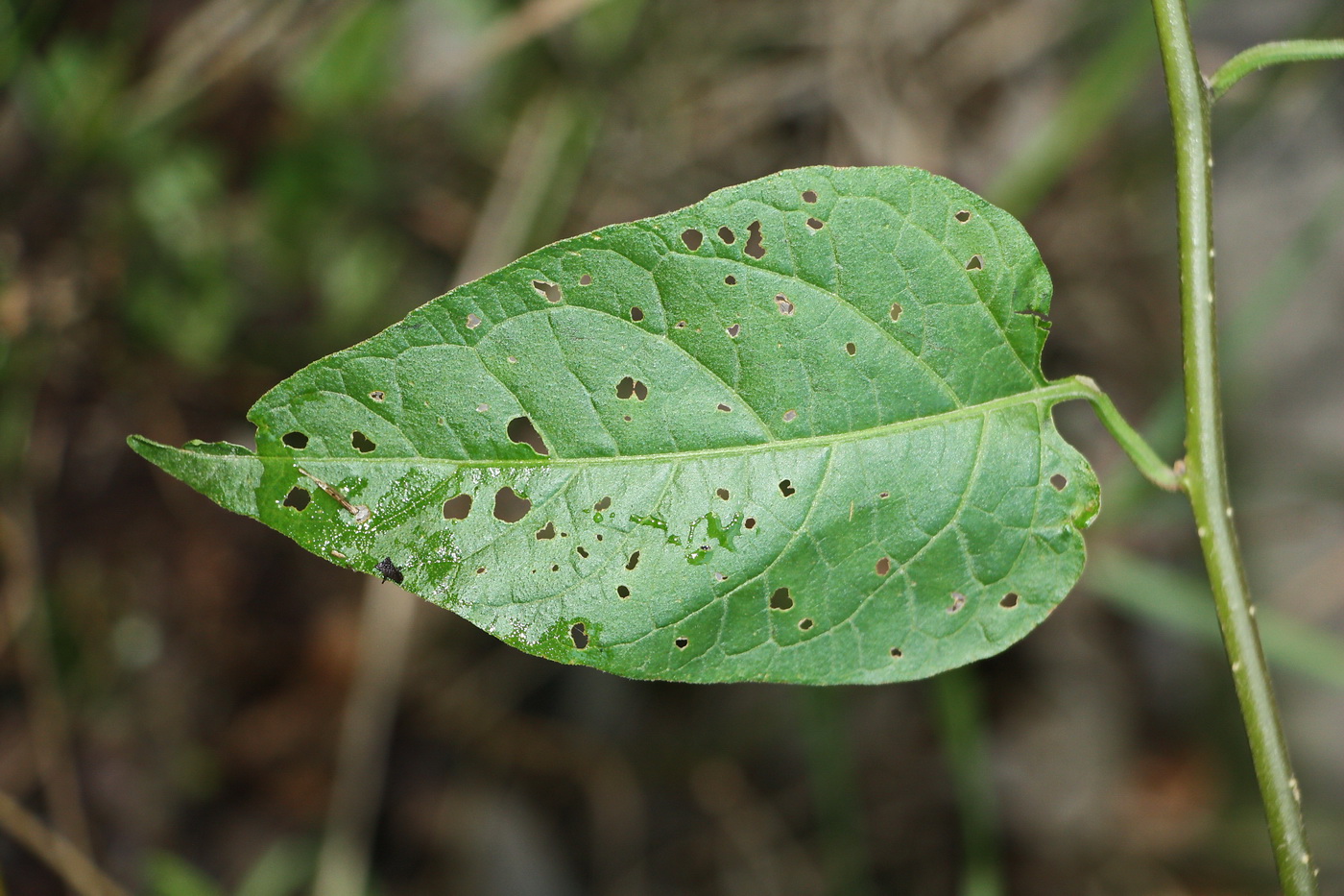 Изображение особи Solanum dulcamara.