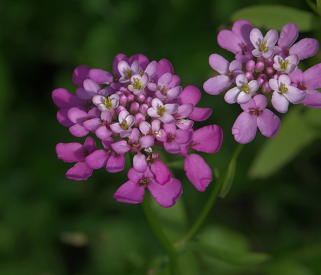 Изображение особи Iberis umbellata.