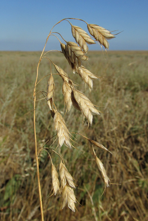 Изображение особи Bromus squarrosus.