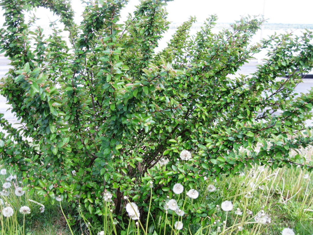 Изображение особи Cotoneaster lucidus.