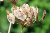 Heracleum sibiricum. Часть соплодия со зрелыми плодами. Узбекистан, г. Ташкент, Ботанический сад им. Ф.Н. Русанова. 05.08.2017.
