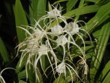 genus Hymenocallis