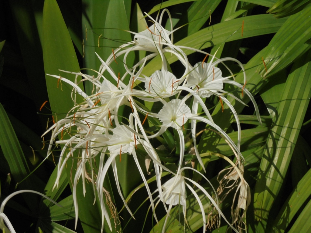 Изображение особи род Hymenocallis.