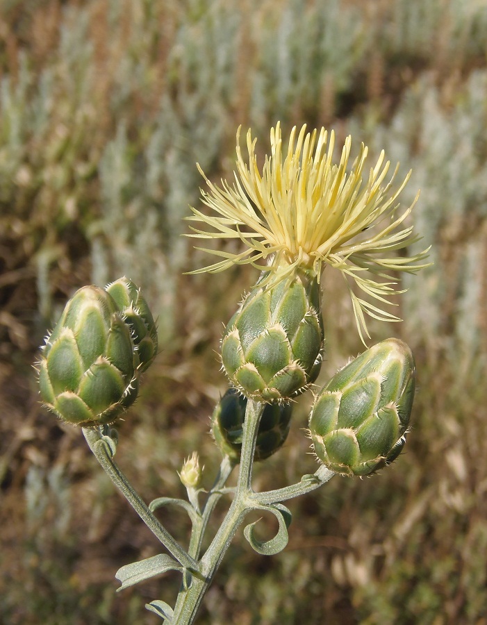 Image of Centaurea salonitana specimen.