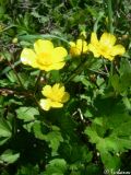 Ranunculus repens