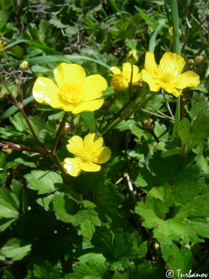 Изображение особи Ranunculus repens.