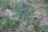 Centaurea depressa