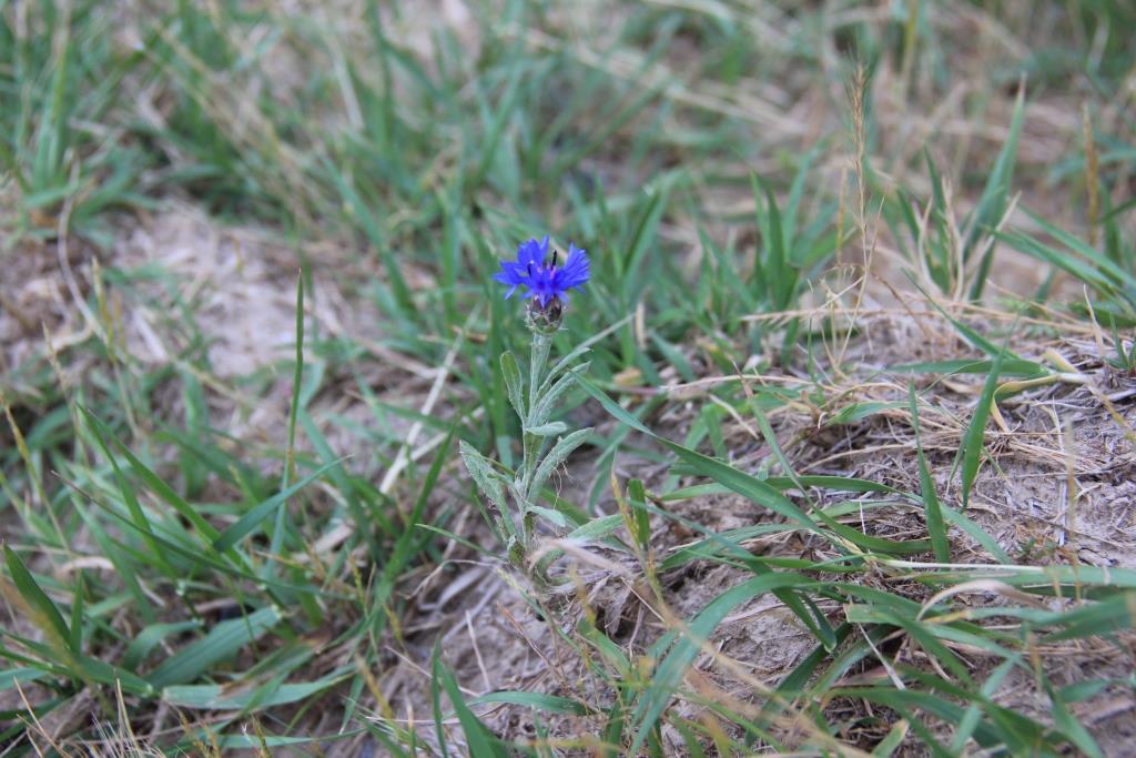 Изображение особи Centaurea depressa.