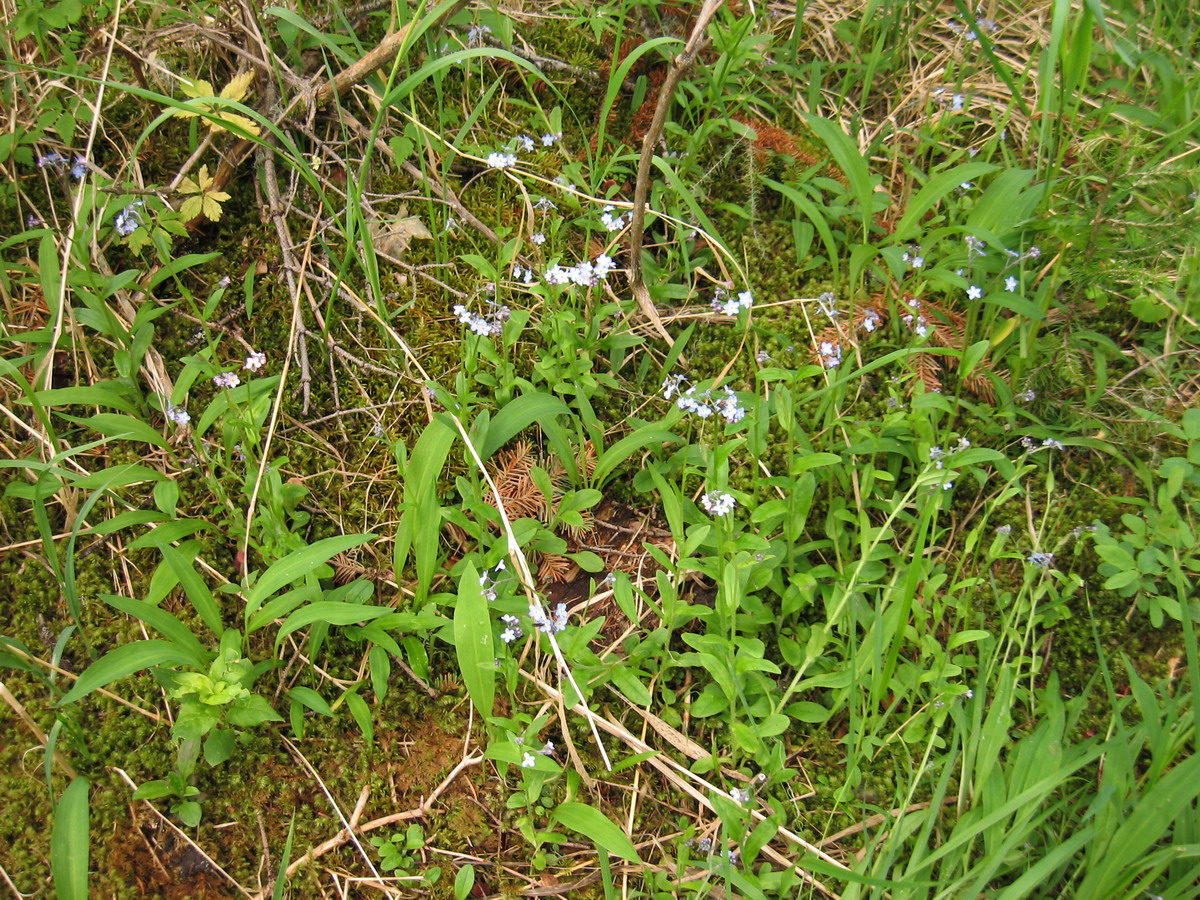 Изображение особи Myosotis ergakensis.