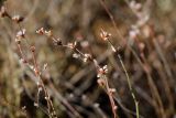 Limonium suffruticosum