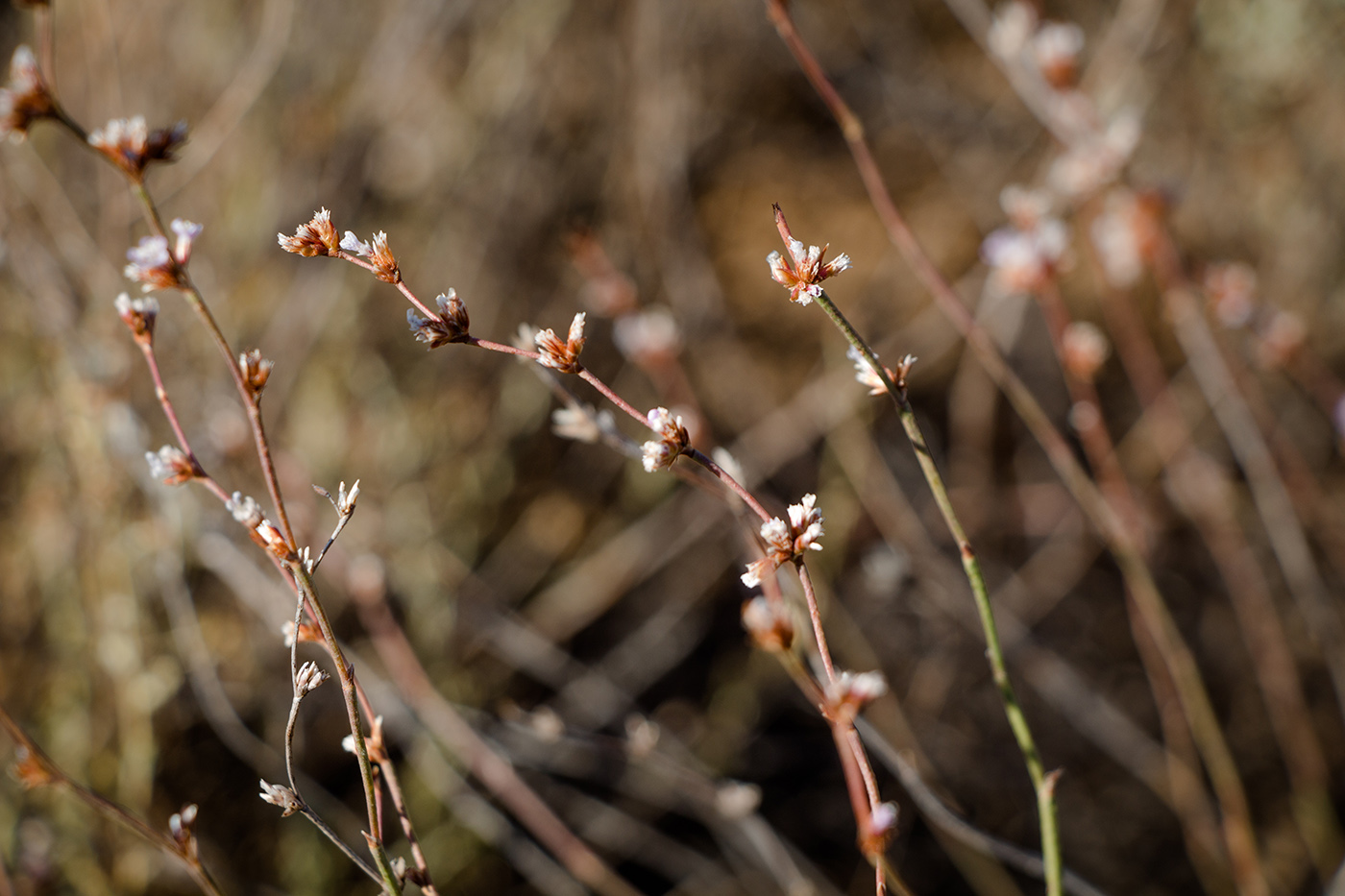 Image of Limonium suffruticosum specimen.