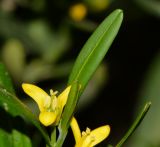Cneorum tricoccon