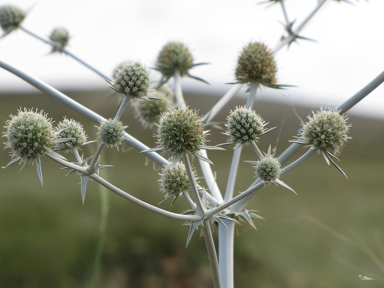 Изображение особи Eryngium macrocalyx.