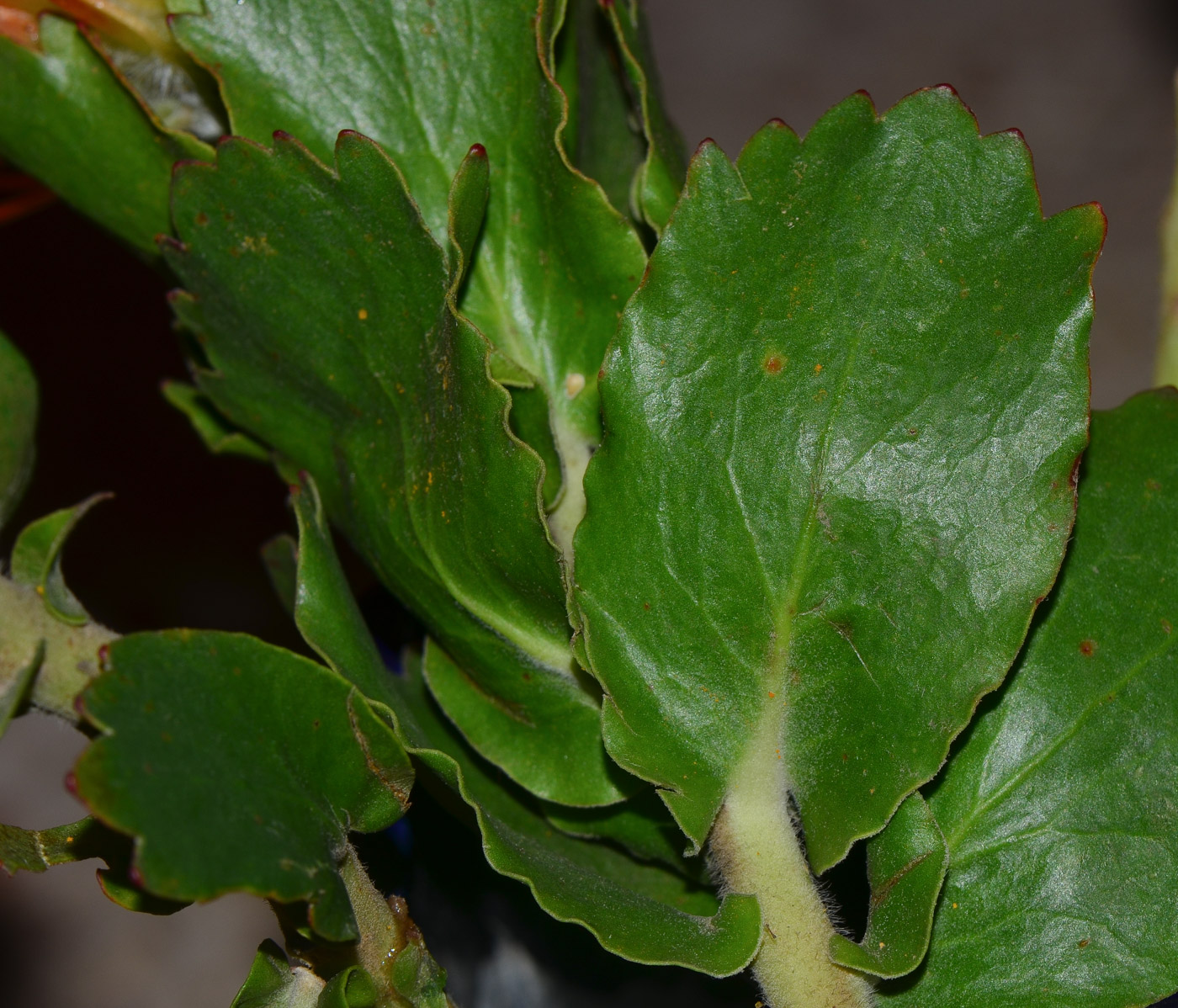 Image of Leucospermum cordifolium specimen.