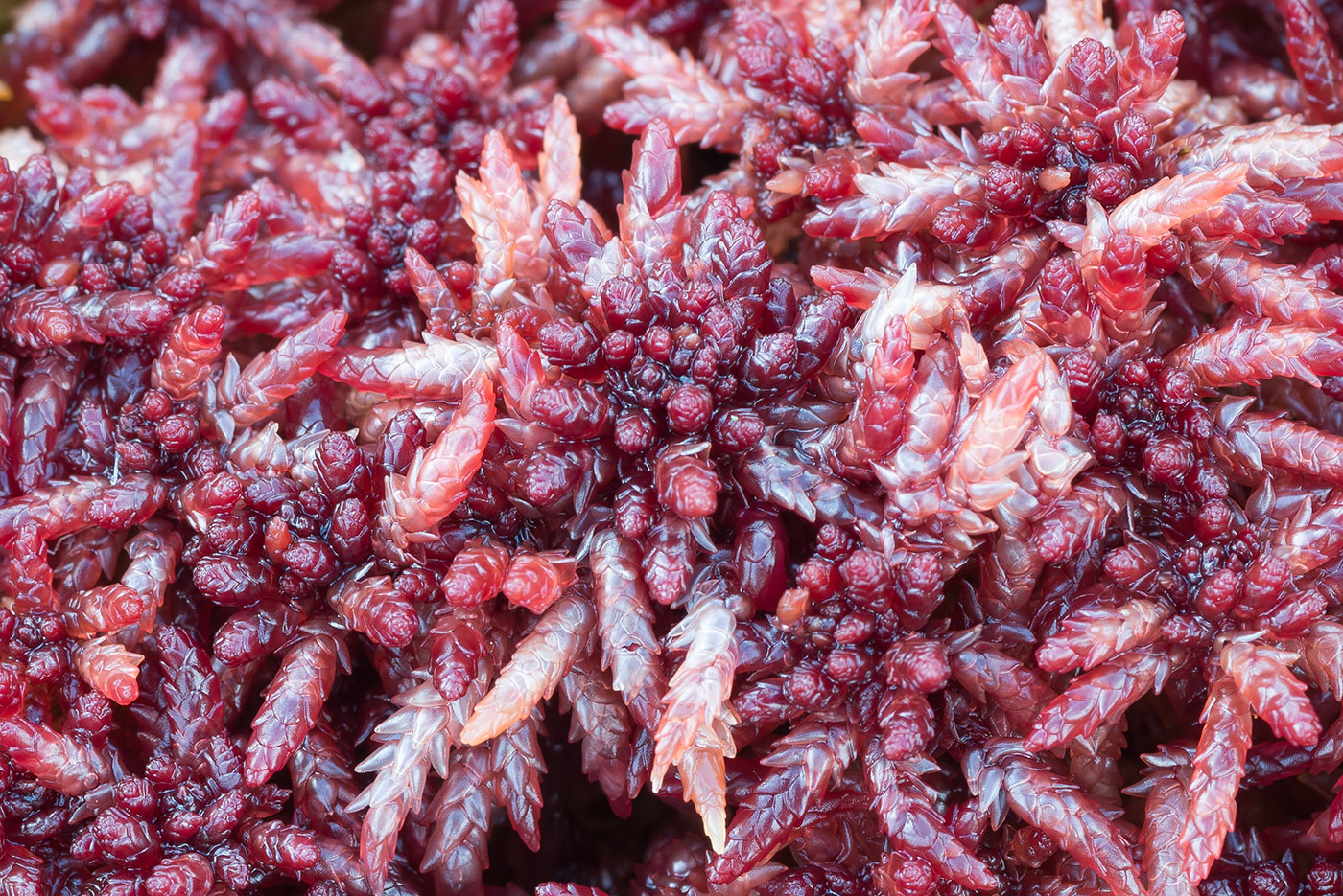 Image of Sphagnum divinum specimen.