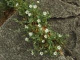 Stellaria ruscifolia. Цветущее растение в расщелине скалы над морем. Магаданская обл., Ольский р-н, Ольское побережье, в окр. устья руч. Наледный. 13.07.2015.