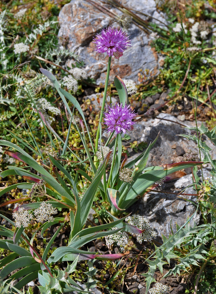 Image of Allium carolinianum specimen.