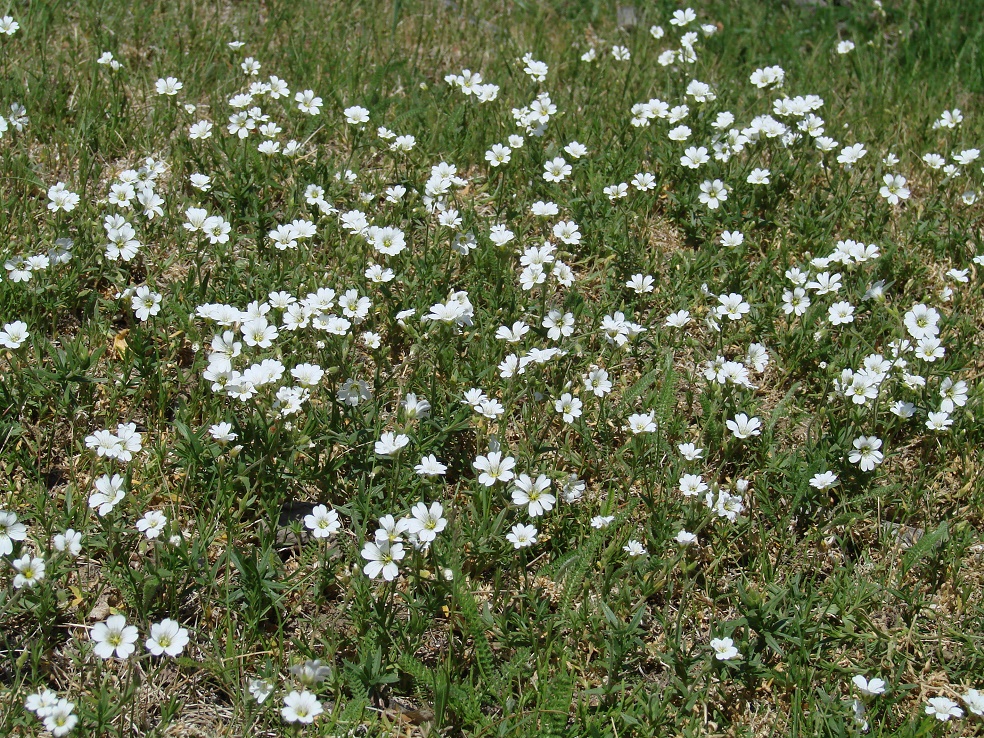 Image of Cerastium arvense specimen.