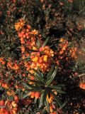 Berberis trigona. Цветущие побеги (cv. 'Orange King'). Великобритания, Шотландия, Эдинбург, Royal Botanic Garden Edinburgh. 4 апреля 2008 г.