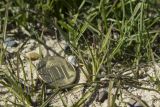 Carex subspathacea