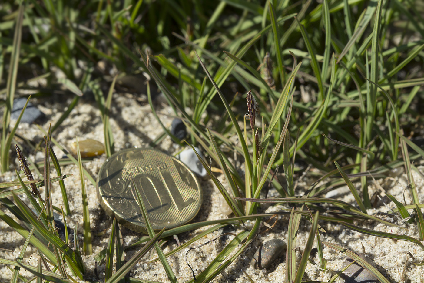 Изображение особи Carex subspathacea.